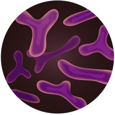 Prob. B. Bifidum (Bifidobacterium) 100 Bi